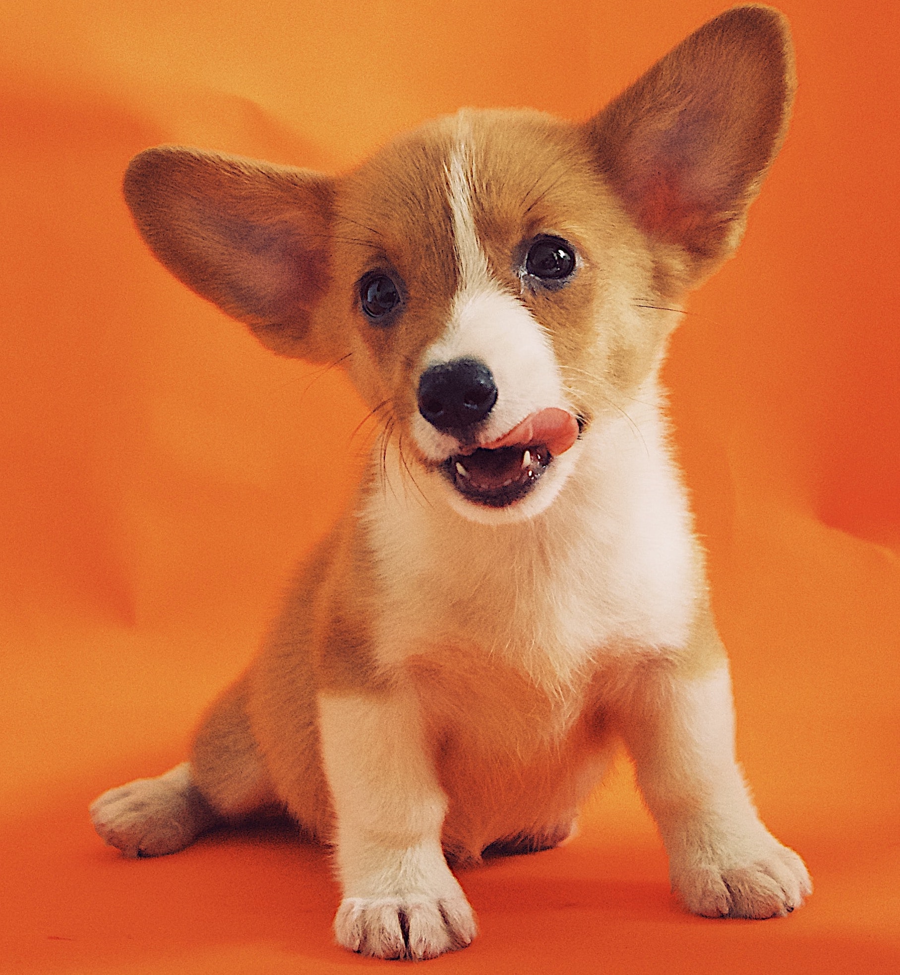 dog 1
