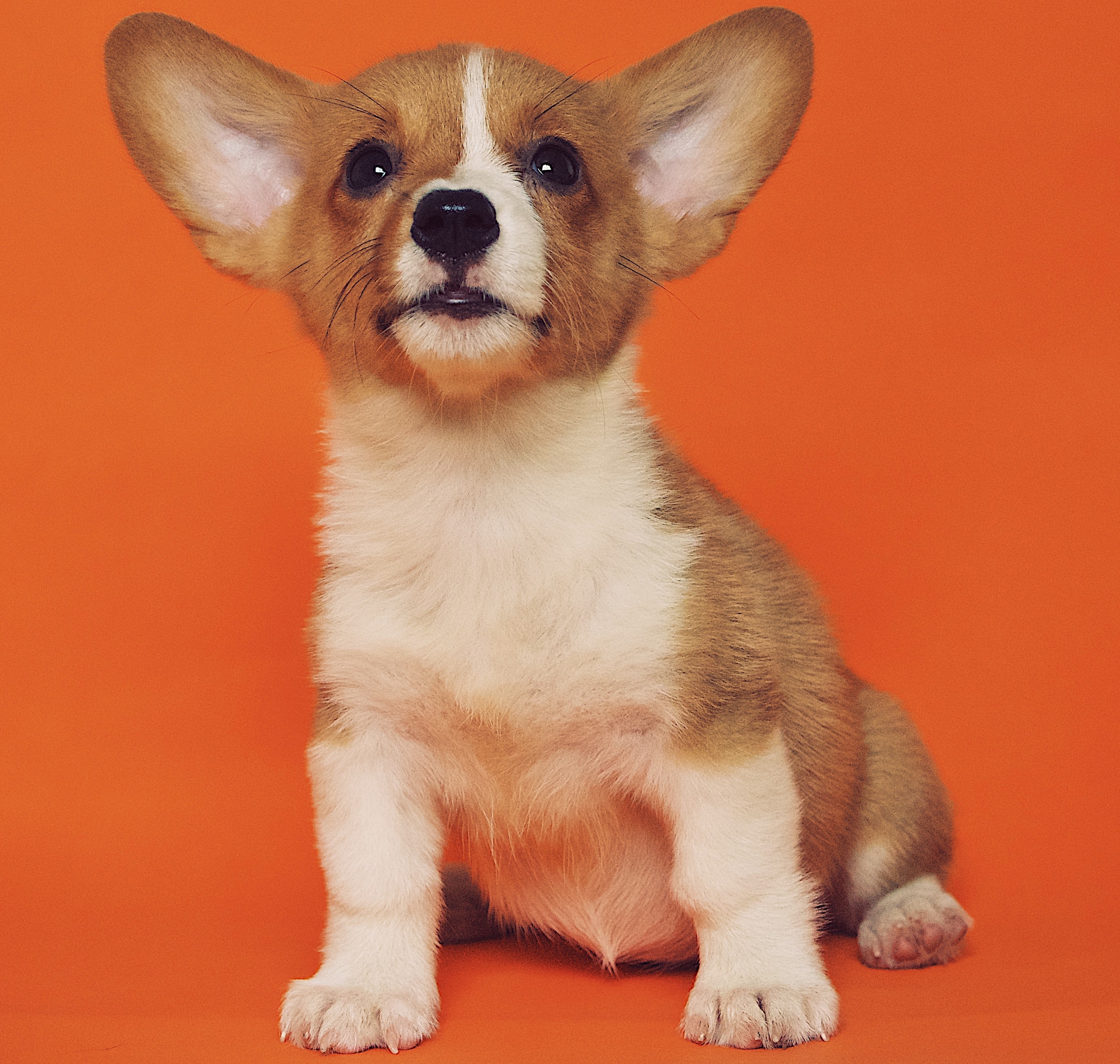 dog 2