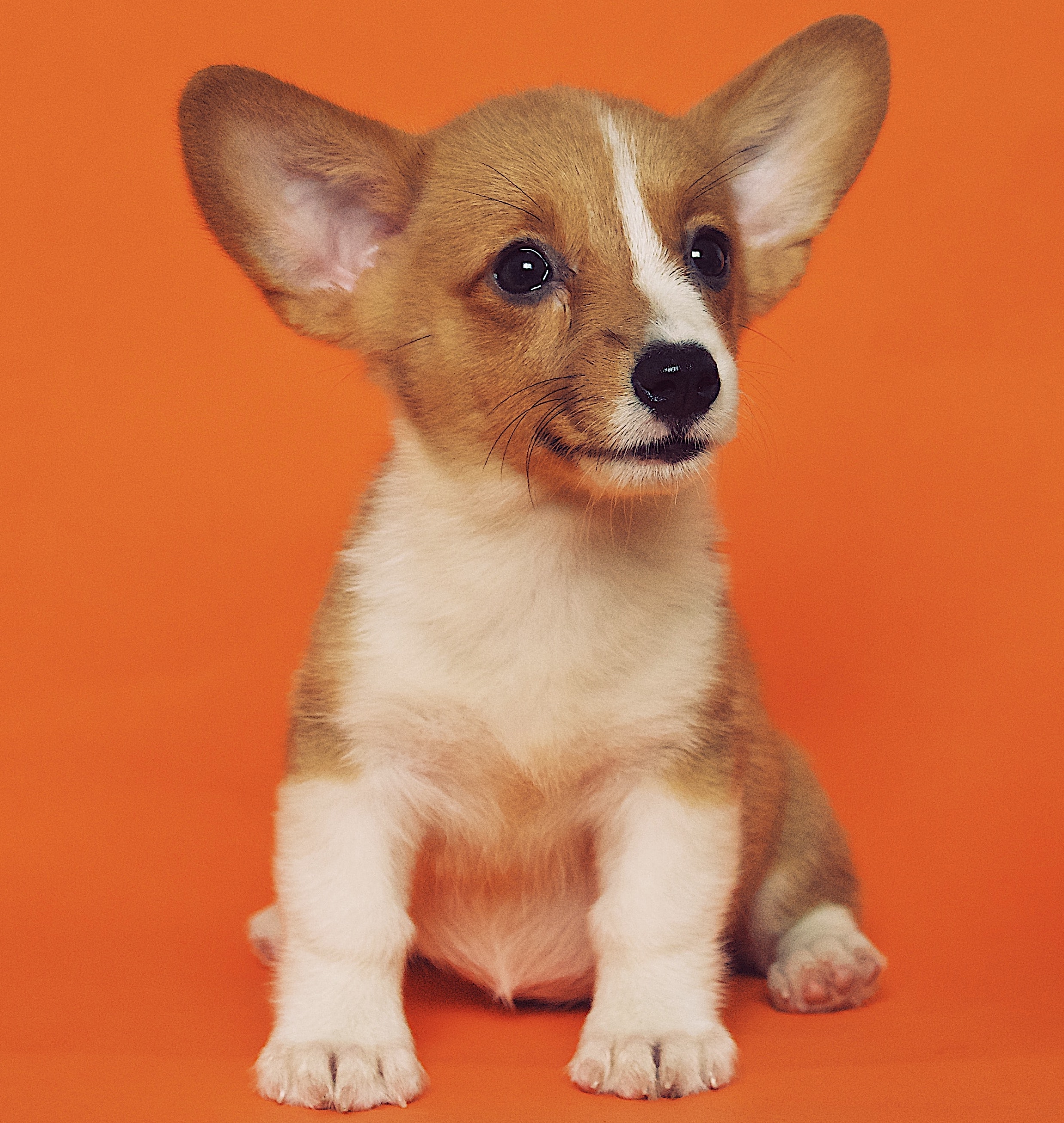 dog 3